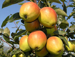 梨树品种